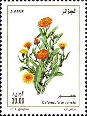 Calendula arvensis