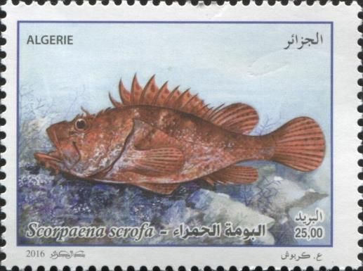 Red Scorpionfish (Scorpaena scrofa)