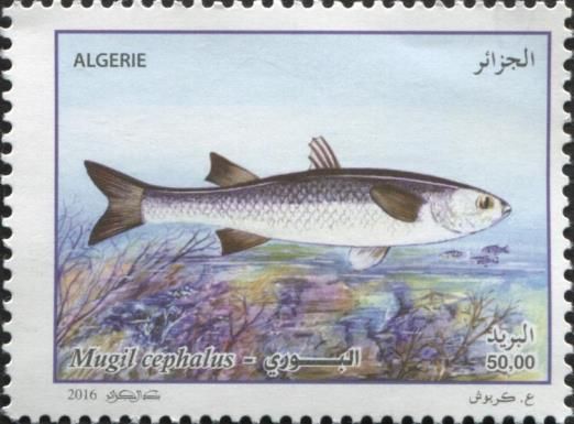 Flathead Grey Mullet (Mugil cephalus)