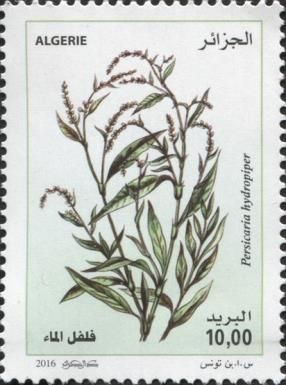 Persicaria hydropiper