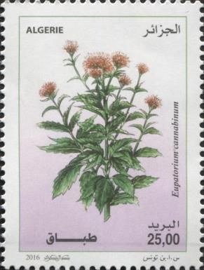 Eupatorium cannabinum