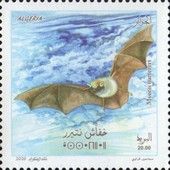 Natterer's Myotis (Myotis nattereri)