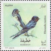 Barn Swallow (Hirundo rustica)