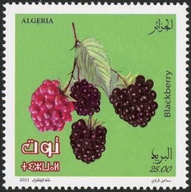 Blackberry