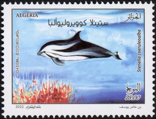 Striped Dolphin (Stenella coeruleoalba)