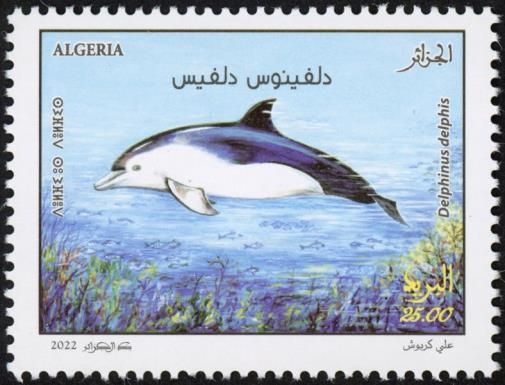 Common Dolphin (Delphinus delphis)