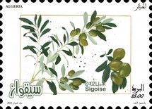 Siqwaz Olives