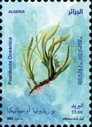 Neptune Grass (Posidonia oceanica)
