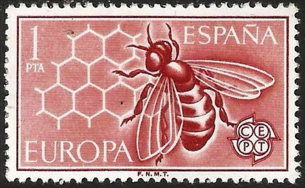 European Honey Bee (Apis mellifera)
