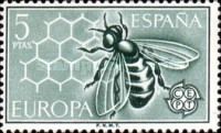 European Honey Bee (Apis mellifera)