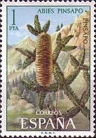 Spanish Fir (Abies pinsapo)