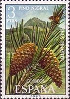 Maritime Pine (Pinus pinaster)