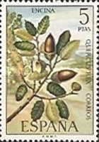 Holm Oak (Quercus ilex)