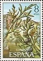 Spanish Juniper (Juniperus thurifera)