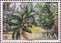 Apollonias canariensis