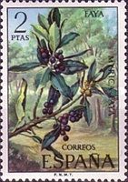Myrica faya
