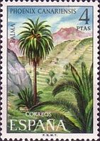 Date Palm (Phoenix canariensis)