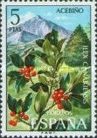 Holly (Ilex canariensis)
