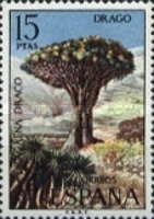 Dracaena drago