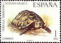 Greek Tortoise (Testudo graeca)