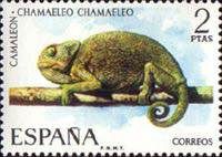 Mediterranean Chameleon (Chamaeleo chamaeleo)