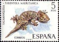 Moorish Wall Gecko (Tarentola mauritanica)