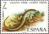 Green Lizard (Lacerta viridis)