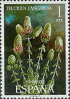 Teucrium lanigerum