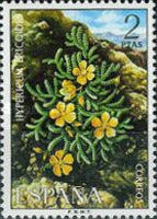 Hypericum ericoides