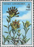 Thymus longiflorus
