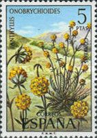 Anthyllis onobrychioides
