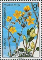 Helianthemum paniculatum