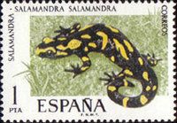 Fire Salamander (Salamandra salamandra)