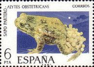 Common Midwife Toad (Alytes obstetricans)
