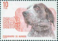 Burgos Setter (Canis lupus familiaris)