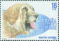 Spanish Mastiff (Canis lupus familiaris)