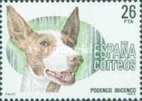 Ibizan Hound (Canis lupus familiaris)