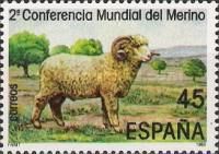 Merino Sheep (Ovis ammon aries)