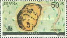 Potato