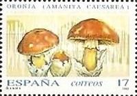 Caesar Mushroom (Amanita caesarea)