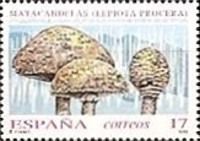 Parasol Mushroom (Lepiota procera)