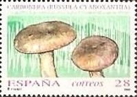 Charcoal Burner Mushroom (Russula cyanoxantha)