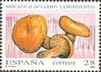 Niscalo Mushroom (Lactarius sanguifluus)