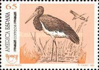 Black Stork (Ciconia nigra)