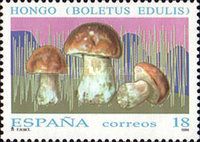 Cep (Boletus edulis)