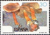 Cinnamon Webcap Mushroom (Dermocybe cinnamomea)