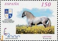 Carthusian Horse (Equus ferus caballus)
