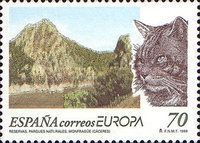 Monfragüe Natural Park, Wildcat (Felis silvestris)
