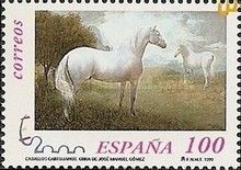 Carthusian Horse (Equus ferus caballus)