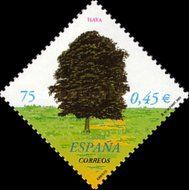 Beech Tree